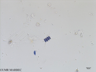 phyto/Scattered_Islands/iles_glorieuses/SIREME May 2016/Scenedesmus sooi (SIREME-Glorieuses2016-GLO5surf-121016-Scenedesmus-3)(copy)_thumb.jpg